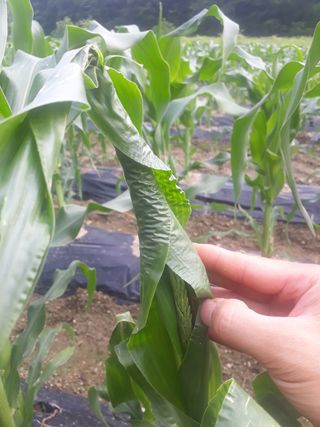 윤태희님의 옥수수 · 병해충상담 작성글 사진