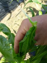 팜모닝 옥수수·병해충상담 게시글 이미지