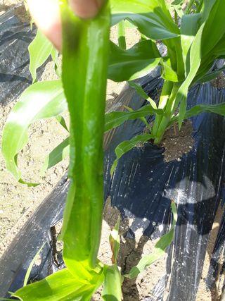 윤태희님의 옥수수 · 병해충상담 작성글 사진