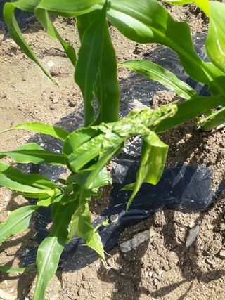 윤태희님의 옥수수 · 병해충상담 작성글 사진