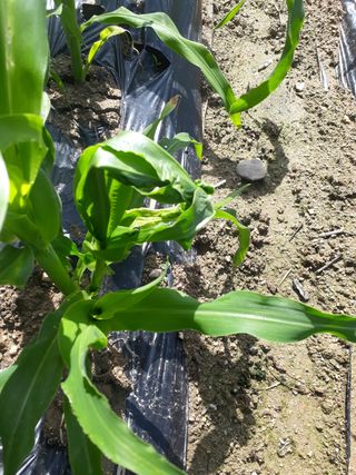 윤태희님의 옥수수 · 병해충상담 작성글 사진