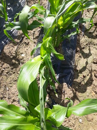 윤태희님의 옥수수 · 병해충상담 작성글 사진