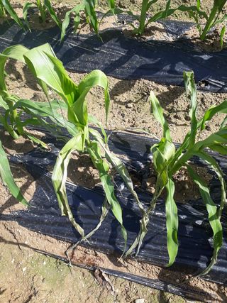 윤태희님의 옥수수 · 병해충상담 작성글 사진