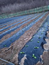 팜모닝 4월 내 작물 자랑하기·참여글 게시글 이미지