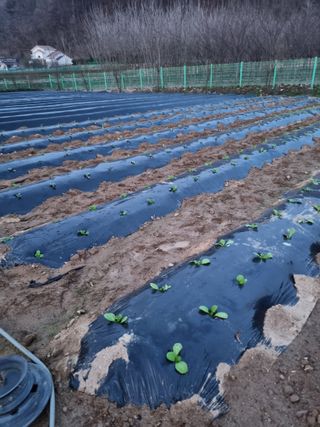 해뜰녁농장박양현님의 4월 내 작물 자랑하기 · 참여글 작성글 사진