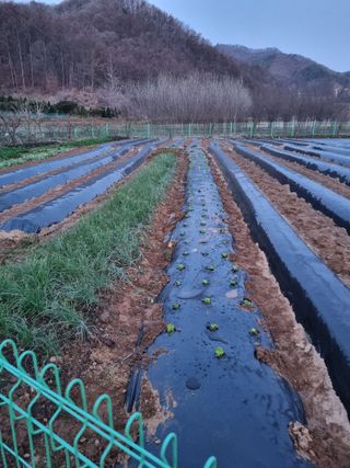 해뜰녁농장박양현님의 4월 내 작물 자랑하기 · 참여글 작성글 사진