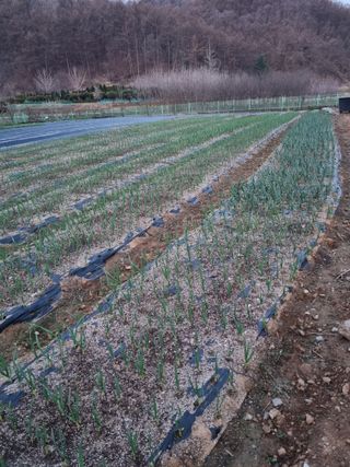 해뜰녁농장박양현님의 4월 내 작물 자랑하기 · 참여글 작성글 사진