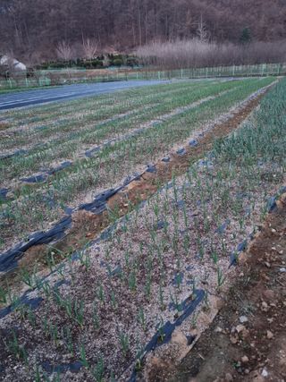 해뜰녁농장박양현님의 4월 내 작물 자랑하기 · 참여글 작성글 사진