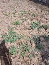 팜모닝 4월 내 작물 자랑하기·참여글 게시글 이미지