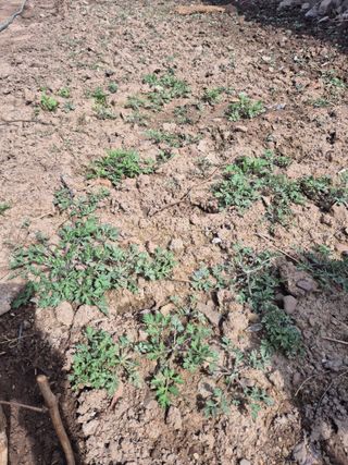 Chosangtae님의 4월 내 작물 자랑하기 · 참여글 작성글 사진