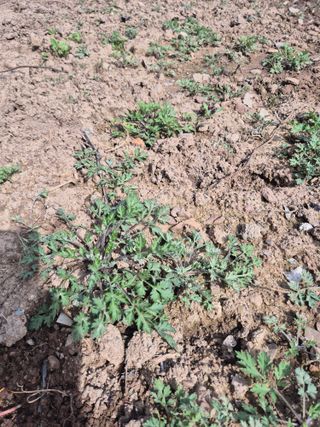 Chosangtae님의 4월 내 작물 자랑하기 · 참여글 작성글 사진