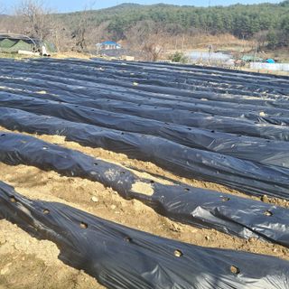 김복실님의 4월 내 작물 자랑하기 · 참여글 작성글 사진