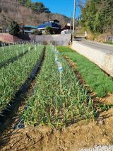 팜모닝 4월 내 작물 자랑하기·참여글 게시글 이미지