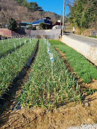 이종규님의 4월 내 작물 자랑하기 · 참여글 작성글 사진