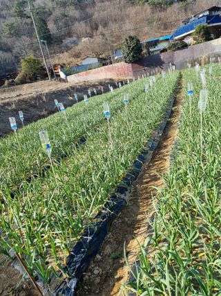 이종규님의 4월 내 작물 자랑하기 · 참여글 작성글 사진