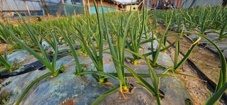 문복만님의 4월 내 작물 자랑하기 · 참여글 작성글 사진