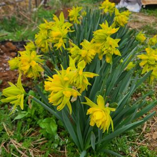 최덕재님의 4월 내 작물 자랑하기 · 참여글 작성글 사진