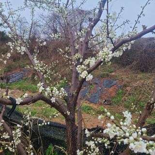 최덕재님의 4월 내 작물 자랑하기 · 참여글 작성글 사진