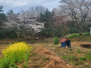 배승무님의 4월 내 작물 자랑하기 · 참여글 작성글 사진