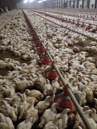 이호곤님의 4월 내 작물 자랑하기 · 참여글 작성글 사진