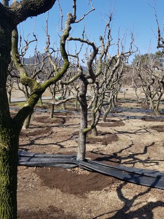 최명호님의 4월 내 작물 자랑하기 · 참여글 작성글 사진
