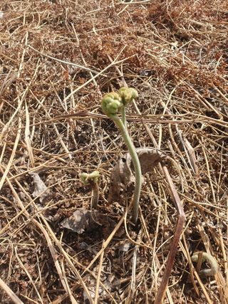 한승우님의 4월 내 작물 자랑하기 · 참여글 작성글 사진