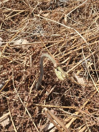 한승우님의 4월 내 작물 자랑하기 · 참여글 작성글 사진