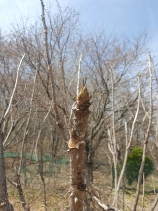 한승우님의 4월 내 작물 자랑하기 · 참여글 작성글 사진