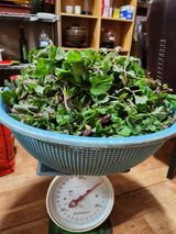 팜모닝 4월 내 작물 자랑하기·참여글 게시글 이미지