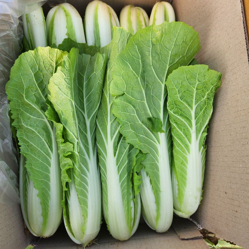 빨간장화농장 김숙자님의 장터 판매 상품 [열무4키로 얼갈이2키로] 첨부 사진