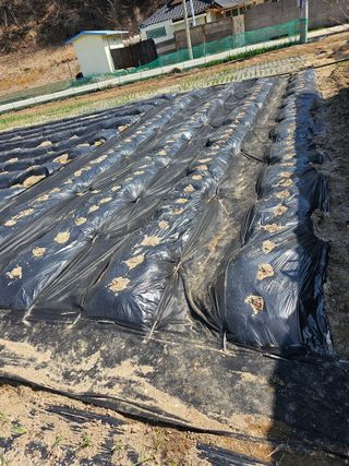 Bmww2226님의 4월 내 작물 자랑하기 · 참여글 작성글 사진