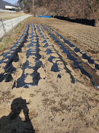 Bmww2226님의 4월 내 작물 자랑하기 · 참여글 작성글 사진