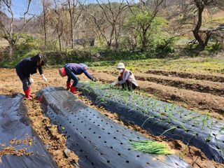 도상길님의 4월 내 작물 자랑하기 · 참여글 작성글 사진