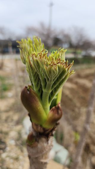 한재골님의 4월 내 작물 자랑하기 · 참여글 작성글 사진