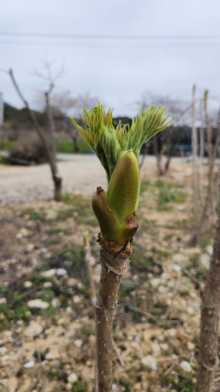 한재골님의 4월 내 작물 자랑하기 · 참여글 작성글 사진