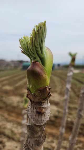 한재골님의 4월 내 작물 자랑하기 · 참여글 작성글 사진