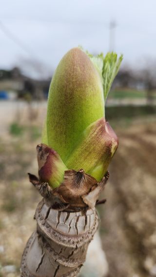 한재골님의 4월 내 작물 자랑하기 · 참여글 작성글 사진