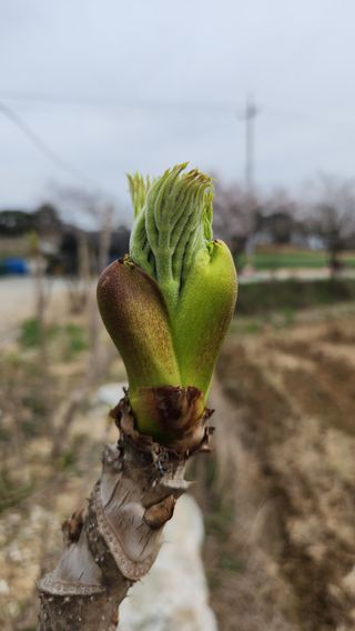 한재골님의 4월 내 작물 자랑하기 · 참여글 작성글 사진