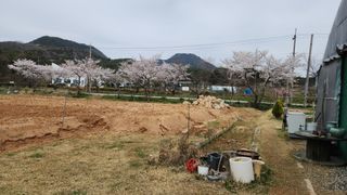 한재골님의 4월 내 작물 자랑하기 · 참여글 작성글 사진