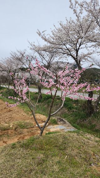 한재골님의 4월 내 작물 자랑하기 · 참여글 작성글 사진