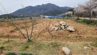 한재골님의 4월 내 작물 자랑하기 · 참여글 작성글 사진