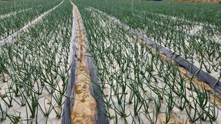 이명구님의 4월 내 작물 자랑하기 · 참여글 작성글 사진