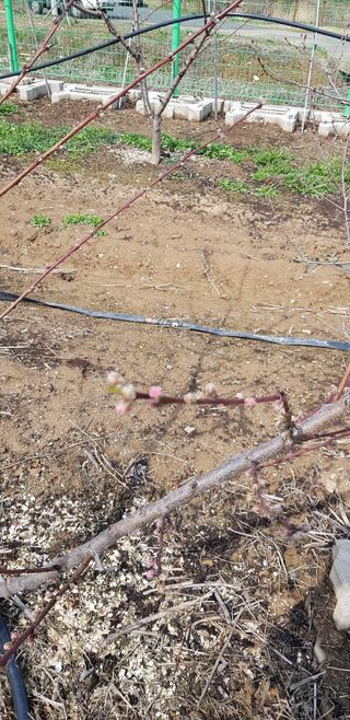 윤종태님의 4월 내 작물 자랑하기 · 참여글 작성글 사진