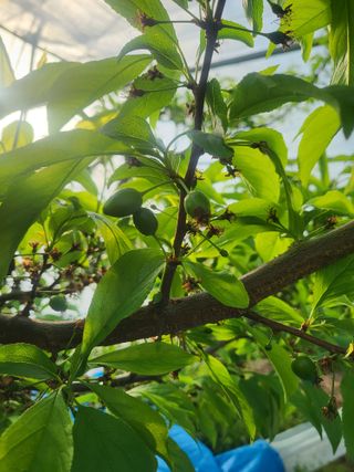 두릅나무9110님의 자두 · 영농일지 작성글 사진