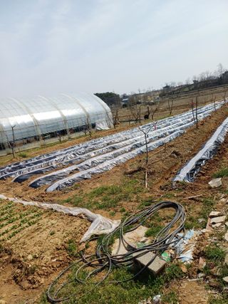 이철우님의 감자 · 자유게시판 작성글 사진