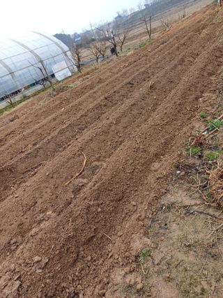 이철우님의 감자 · 자유게시판 작성글 사진