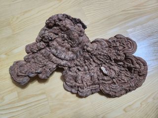 최문탁님의 농사, 무엇이든 물어보세요! · 참여글 작성글 사진