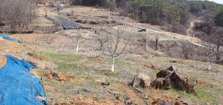 까치샘님의 기타작물 · 영농일지 작성글 사진