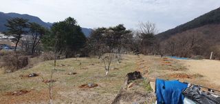 까치샘님의 기타작물 · 영농일지 작성글 사진