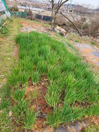 주말농장1님의 4월 내 작물 자랑하기 · 참여글 작성글 사진